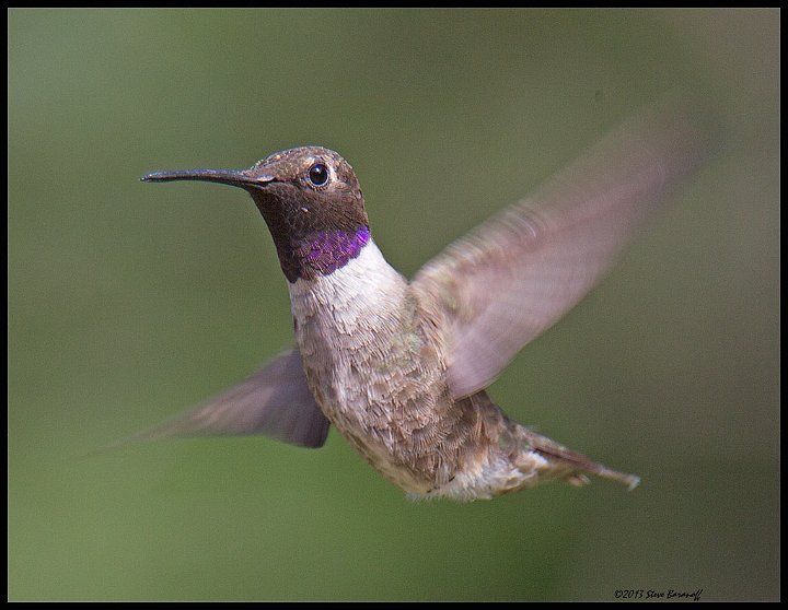 _3SB6910 black-chinned hummingbird.jpg